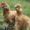 Bearded Silkie Chicken Gold