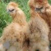 Bearded Silkie Chicken Gold