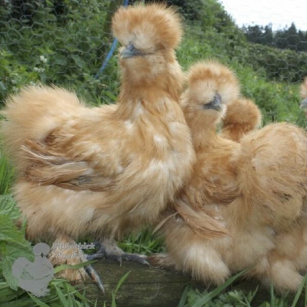 Bearded Silkie Chicken Gold