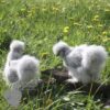 Bearded Silkie Chicken Lavender