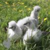 Bearded Silkie Chicken Lavender