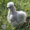 Bearded Silkie Chicken Lavender