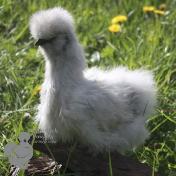 Bearded Silkie Chicken Lavender