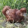 Bearded Silkie Chicken Red