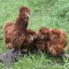 Bearded Silkie Chicken Red