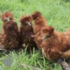 Bearded Silkie Chicken Red