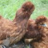 Bearded Silkie Chicken Red