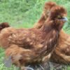 Bearded Silkie Chicken Red