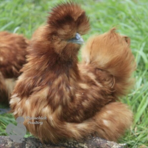 Bearded Silkie Chicken Red