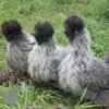 Bearded Silkie Chicken Silver Partridge