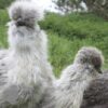 Bearded Silkie Chicken Silver Partridge