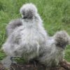 Bearded Silkie Chicken Silver Partridge