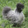 Bearded Silkie Chicken Silver Partridge