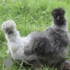 Bearded Silkie Chicken Silver Partridge