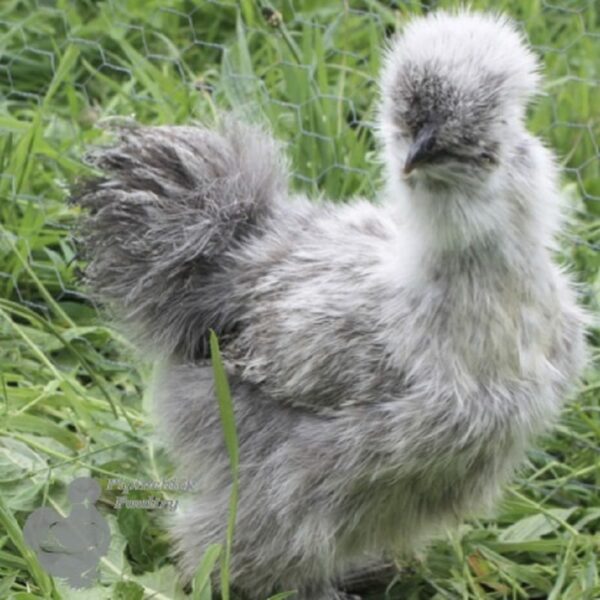 Bearded Silkie Chicken Silver Partridge