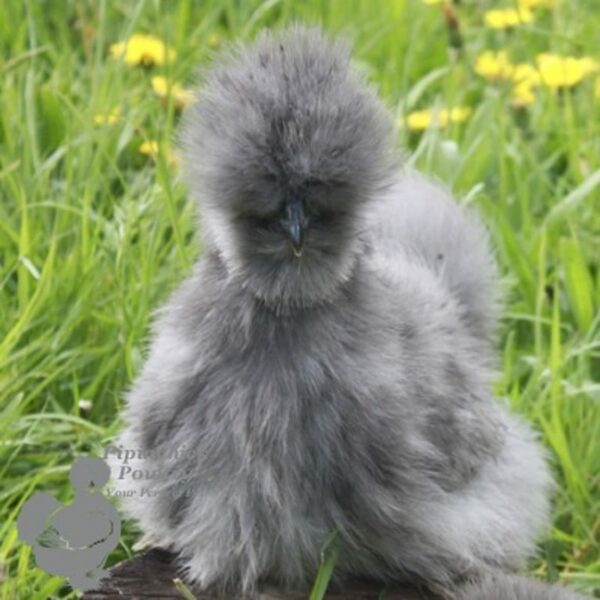 Bearded Silkie Chicken True Blue