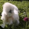 Bearded Silkie Chicken White Gold Splash ​
