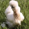 Bearded Silkie Chicken White Gold Splash ​