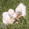 Bearded Silkie Chicken White Gold Splash ​