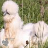 Bearded Silkie Chicken White Gold Splash ​