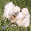 Bearded Silkie Chicken White Gold Splash ​