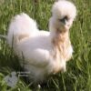 Bearded Silkie Chicken White Gold Splash ​