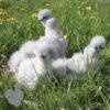 Bearded Silkie Chicken Lavender