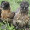 ​Bearded Silkie Chicken Gold Partridge
