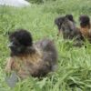 ​Bearded Silkie Chicken Gold Partridge