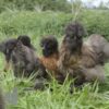 ​Bearded Silkie Chicken Gold Partridge