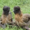 ​Bearded Silkie Chicken Gold Partridge