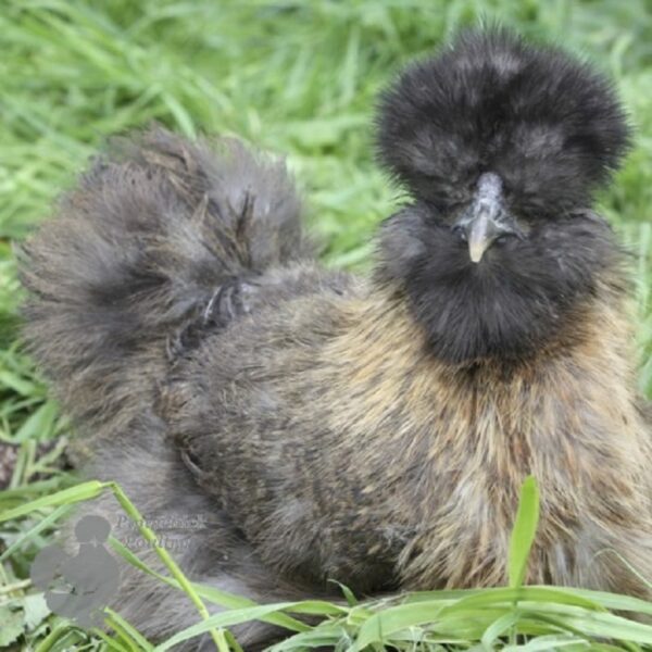 ​Bearded Silkie Chicken Gold Partridge