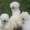 Bearded Silkie Chicken White