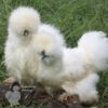 Bearded Silkie Chicken White