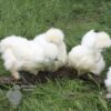 Bearded Silkie Chicken White