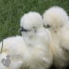 Bearded Silkie Chicken White