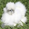Bearded Silkie Chicken White