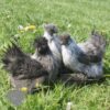 Non Bearded Silkie Chicken Silver Partridge