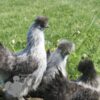 Non Bearded Silkie Chicken Silver Partridge