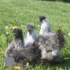Non Bearded Silkie Chicken Silver Partridge