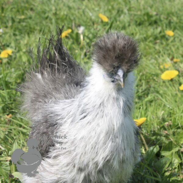 Non Bearded Silkie Chicken Silver Partridge