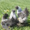 Non Bearded Silkie Chicken Silver Partridge