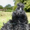 Sizzle Chickens Black