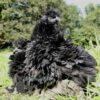 Sizzle Chickens Black