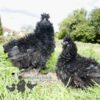 Sizzle Chickens Black