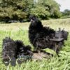 Sizzle Chickens Black