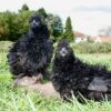 Sizzle Chickens Black