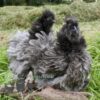 Sizzle Chickens Blue