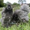 Sizzle Chickens Blue