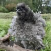 Sizzle Chickens Blue